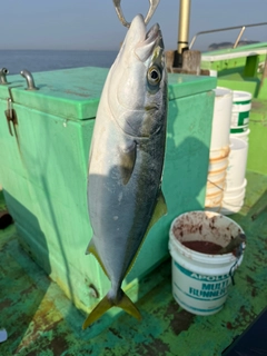 カンパチの釣果