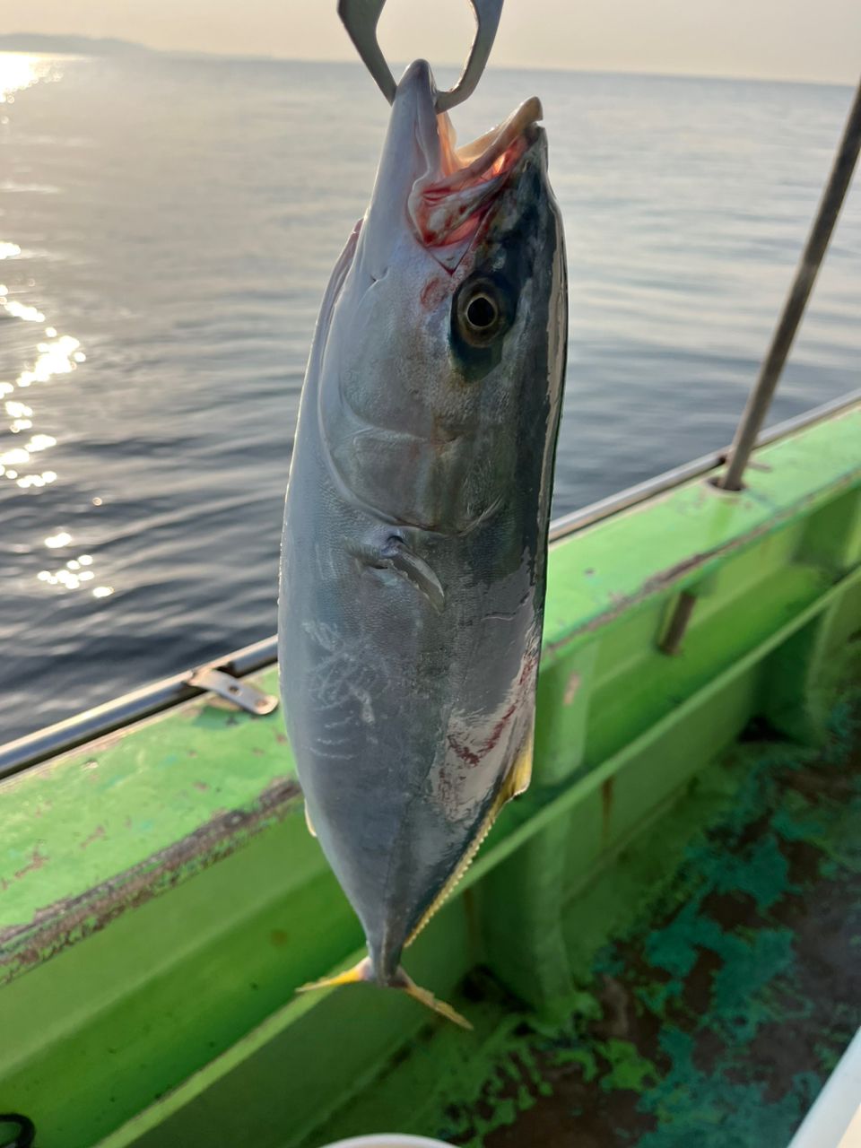 なりたなおとさんの釣果 3枚目の画像