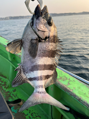 イシダイの釣果