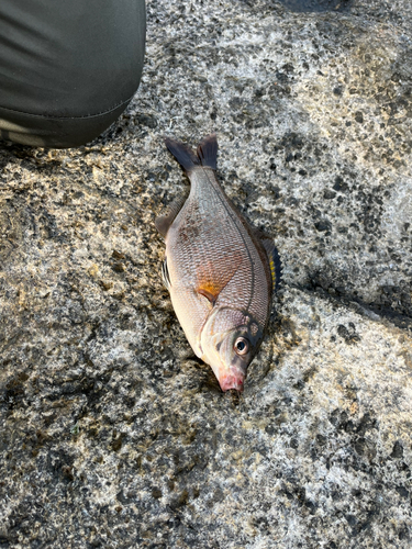 ウミタナゴの釣果