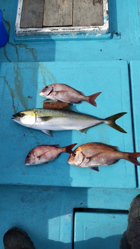 ハマチの釣果