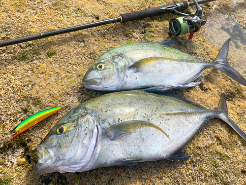 カスミアジの釣果