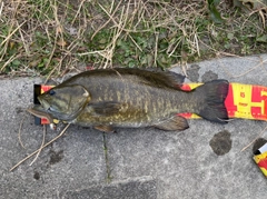 スモールマウスバスの釣果