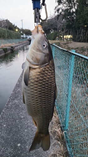 コイの釣果