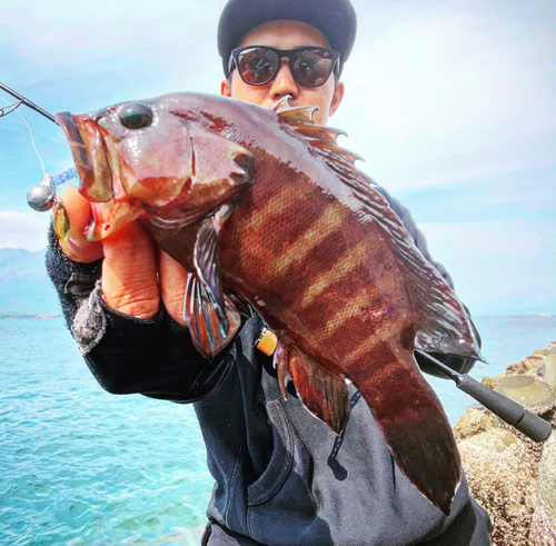 ヤミハタの釣果