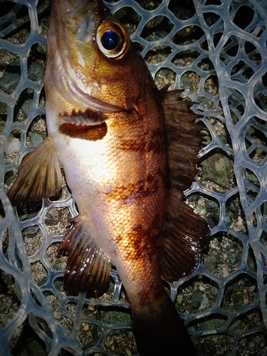 シロメバルの釣果