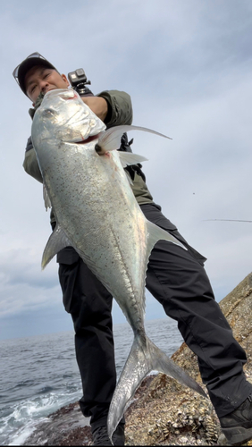 ロウニンアジの釣果