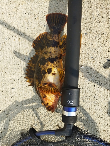 ベッコウゾイの釣果