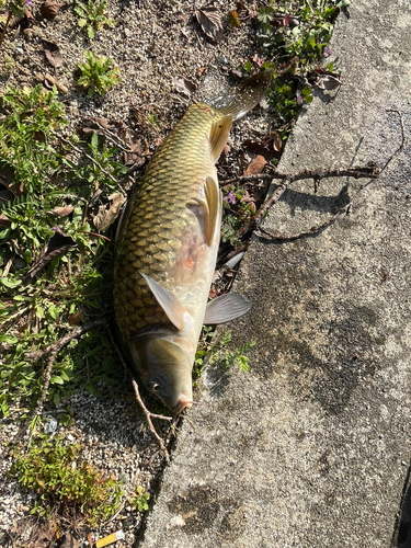 コイの釣果