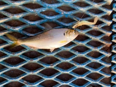 コノシロの釣果