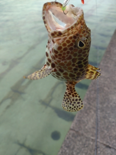 カンモンハタの釣果