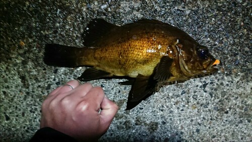 メバルの釣果