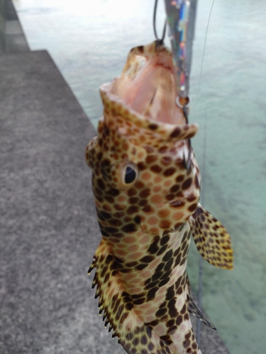 カンモンハタの釣果