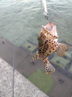 カンモンハタの釣果