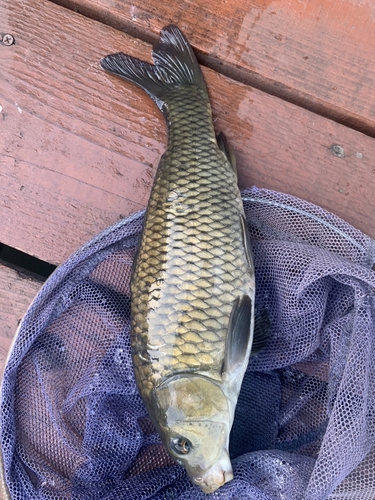 ウグイの釣果