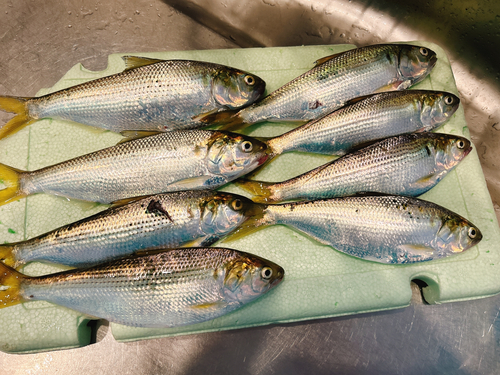 コノシロの釣果