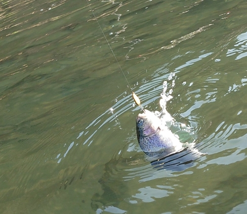 ニジマスの釣果