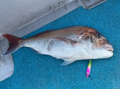 マダイの釣果