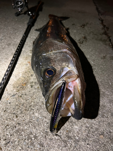 シーバスの釣果