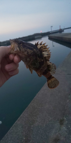 タケノコメバルの釣果