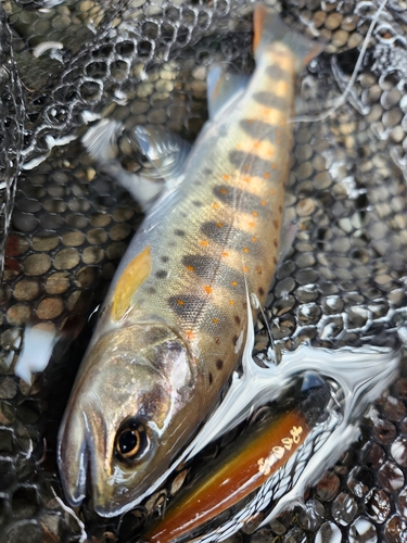 アマゴの釣果