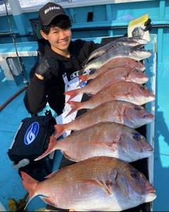 マダイの釣果