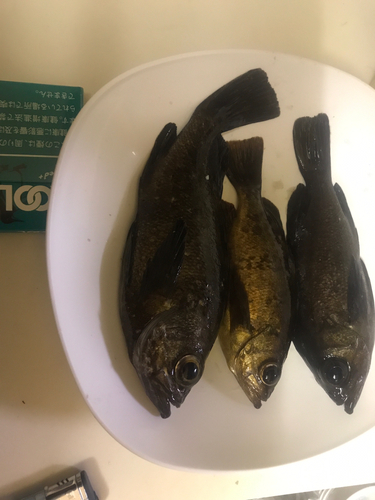 メバルの釣果