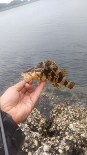 タケノコメバルの釣果