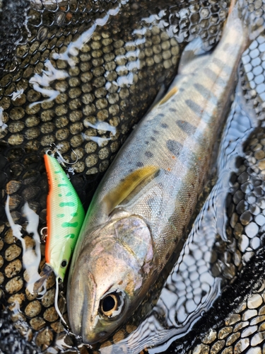 アマゴの釣果