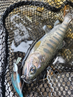 アマゴの釣果