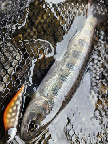 アマゴの釣果