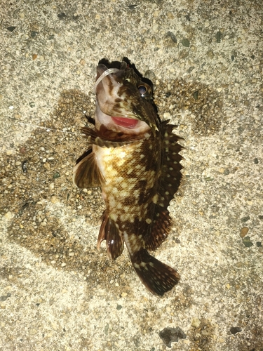 カサゴの釣果