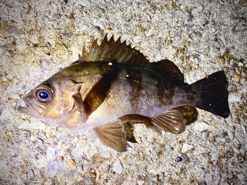 メバルの釣果