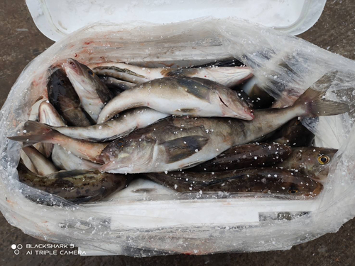 ホッケの釣果