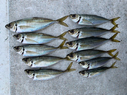 アジの釣果