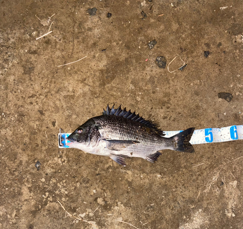 チヌの釣果