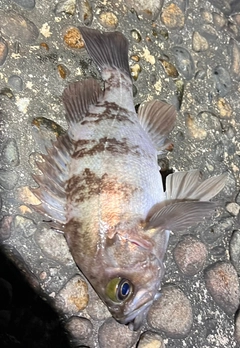 メバルの釣果