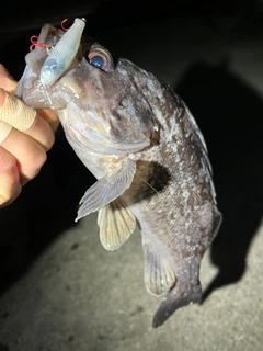 クロソイの釣果