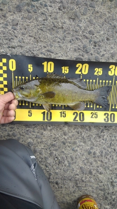 スモールマウスバスの釣果