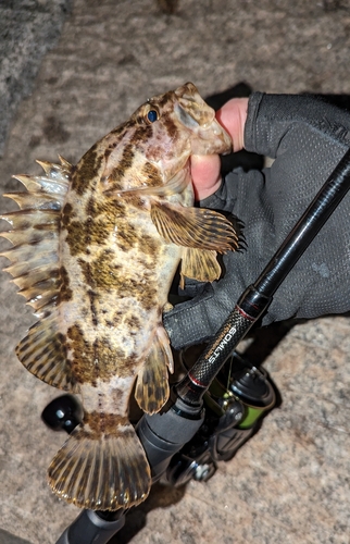 タケノコメバルの釣果