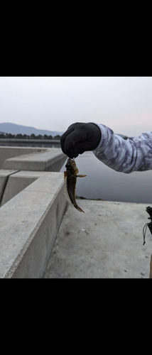 アナハゼの釣果