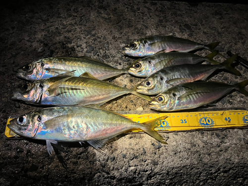 アジの釣果