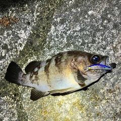 シロメバルの釣果