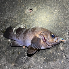 シロメバルの釣果