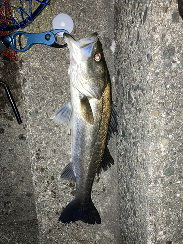 フッコ（マルスズキ）の釣果