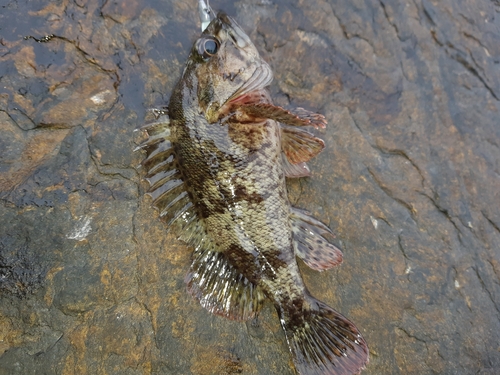 ムラソイの釣果