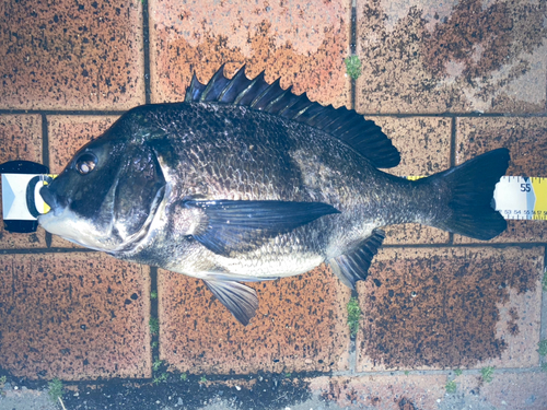 クロダイの釣果