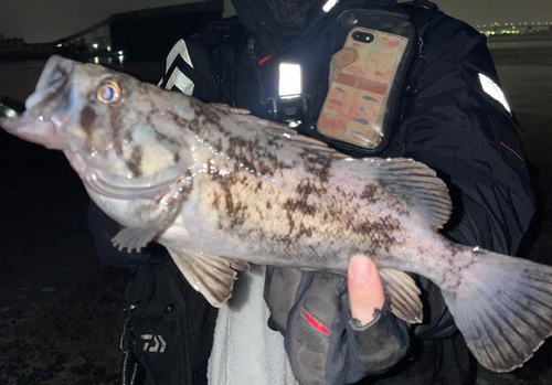 クロソイの釣果