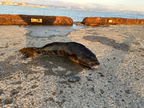 アイナメの釣果