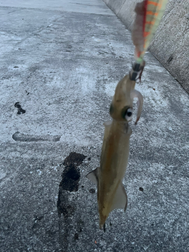 ヤリイカの釣果